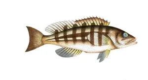 Fish, Fish, Genus grouper, Epinephelus striatus, Nassau grouper, Nassau Grouper, Historical, digitally restored reproduction from a 19th century original, Record date not stated