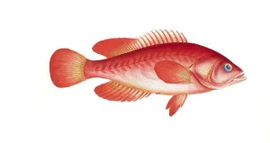 Fish, Fish, Genus of groupers, Epinephelus ruber, MycteroGenus of the family Perch, Perca rubra, Mottled grouper, mottled grouper, Historical, digitally restored reproduction from a 19th century original, Record date not stated
