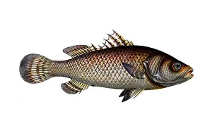 Fish, Fish, genus of hussar fish, Holocentrus calcarifer, the spurred Holocentre, Historical, digitally restored reproduction from a 19th century original, Record date not stated