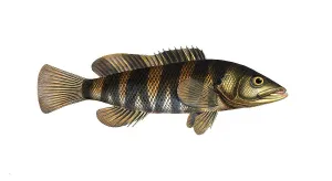 Fish, Fish, Genus of Hussar Fish, Holocentrus fasciatus, the banded Sogo, the double streaked Holocentre, Historical, digitally restored reproduction from a 19th century original, Record date not stated