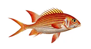 Fish, Fish, Genus of Hussar Fish, Holocentrus sogo, The Sogo, the Welshman, Historical, digitally restored reproduction from a 19th century original, Record date not stated