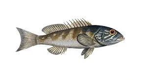Fish, fish, genus of hussar fish, Holocentrus virescens, the green coloured Sogo, the green coloured Holocentre, Historical, digitally restored reproduction from a 19th century original, Record date not stated