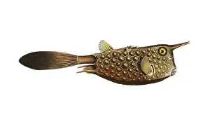 Fish, Fish, Genus marine ray-finned fish, Ostracion cornutus, the Horn-fish, Historical, digitally restored reproduction from a 19th century original, Record date not stated