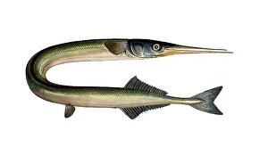 Fish, Fish, Genus of pike, Esox Belone, Belone belone, Common garfish, Short-beaked garfish, Historical, digitally restored reproduction from a 19th century original, Record date not stated
