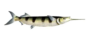 Fish, Fish, Genus of Pike, Esox brasiliensis, small swordfish, Under Swordfish, Historical, digitally restored reproduction from a 19th century original, Record date not stated