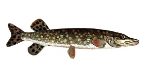 Fish, Fish, Genus of pike, Esox Lucio, Esox lucius, Pike, Northern pike, Historical, digitally restored reproduction from a 19th century original, Record date not stated