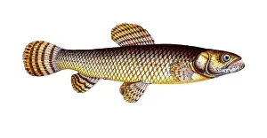 Fish, fish, genus of pike, Esox malabaricus, Hoplias malabaricus, malabar pike, pike of Malabar, Historical, digitally restored reproduction from a 19th century original, Record date not stated