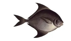 Fish, Fish, Genus of ray-finned fish from the butterfish family, Stromateus niger, Historical, digitally restored reproduction from a 19th century original, Record date not stated