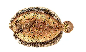 Fish, Fish, Genus of right-eye flounders, Pleuronectes Argus, Historical, digitally restored reproduction from a 19th century original, Record date not stated