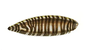 Fish, Fish, Genus of right-eye flounders, Pleuronectes zebra, Historical, digitally restored reproduction from a 19th century original, Record date not stated
