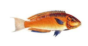 Fish, Fish, Genus of Wrasse, Labrus brasiliensis, Historical, digitally restored reproduction from a 19th century original, Record date not stated