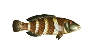 Fish, fish, genus of wrasse, Labrus fasciatus, Hemigymnus fasciatus, banded wrasse, banded wrasse, streaked wrasse, barred thicklip wrasse, Historical, digitally restored reproduction from a 19th century original, Record date not stated