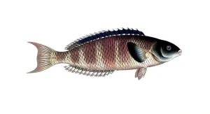 Fish, Fish, Genus of Wrasse, Labrus lunaris, Historical, digitally restored reproduction from a 19th century original, Record date not stated