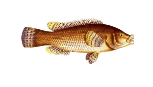 Fish, Fish, Genus of Wrasse, Labrus maculatus, Historical, digitally restored reproduction from a 19th century original, Record date not stated