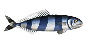 Fish, Fish, Group of perch relatives, Scomber ductor, Historical, digitally restored reproduction from a 19th century original, Record date not stated