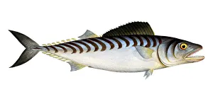 Fish, fish, group of perch relatives, Scomber sarda, the Scale-breast, Historical, digitally restored reproduction from a 19th century original, Record date not stated