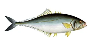 Fish, Fish, Group of perch relatives, Scomber saliens, the Jumper, Historic, digitally restored reproduction from a 19th century original, Record date not stated