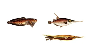 Fish, fish, left: Cyclopterus liparis, the bearded fish, the unctuous sucker. bottom right: Centriscus scutarus, der Messerfisch, the Knife Fish