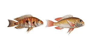 Fish, fish, left: Family of sea bream, Sparus surinamensis, the surinamese Brassem, the gilt-head of Surinam