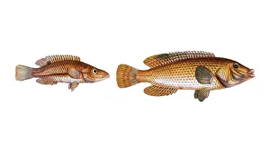 Fish, fish, left: Fish genus from the snapper family Lutjanus rostratus, the snouted Lutian