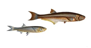 Fish, fish, left: Genus of carp fish, Cyprinus clupeoides, der Heringskarpfen, the Herring-Carp