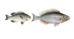 Fish, fish, left: Genus of the family Perch, Perca japonica, japanischer Persch, the Japanese Perch