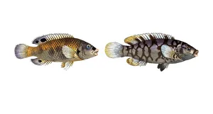 Fish, fish, left: Genus of wrasses, Labrus quinquemaculatus, the Five-spotted wrasse, the wainscotted wrasse
