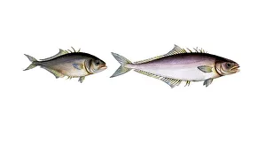 Fish, fish, left: Group of perch relatives, Scomber calcar, Der Sporn, the Spur-back