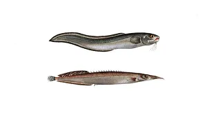 Fish, fish, left: Ophidium aculeatum, the elephant's trunk. right: Ophidium barbatum, the grey beard, Historic, digitally restored reproduction from a 19th century original, Record date not stated
