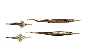 Fish, Fish, left: Pegasus natans, Der Schwimmer, The Swimmer. right, Syngnathus biaculeatus, Die Stachelnadel, The Double-Spiny Pipe, Historic, digitally restored reproduction from a 19th century original, Record date not stated