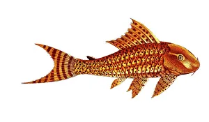 Fish, Fish, Loricaria plecostomus, the wrinkled mouth, The Guacari, Historical, digitally restored reproduction from a 19th century original, Record date not stated