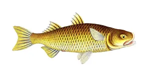 Fish, Fish, Mugil plumieri, Weitmund, Plumier's mullet, Historical, digitally restored reproduction from a 19th century original, Record date not stated