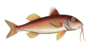 Fish, Fish, Mullus surmuletus, Striped mullet, The striped red mullet or surmullet, Historic, digitally restored reproduction from a 19th century original, Record date not stated