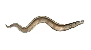 Fish, Fish, Muraena conger, the sea eel, the conger, Historical, digitally restored reproduction from a 19th century original, Record date not stated