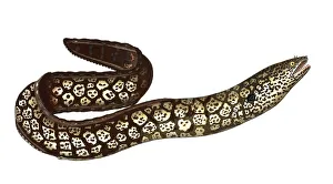 Fish, Fish, Muraena helena, Moray eel, Moray eel, Murane, Historical, digitally restored reproduction from a 19th century original, Record date not stated