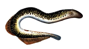 Fish, Fish, Petromizon marinus, Sea lamprey, Historical, digitally restored reproduction from a 19th century original, Record date not stated
