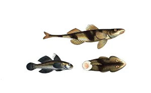 Fish, Fish, top and right: Genus of the family Perch, Perca asper, The rough-Perch. bottom left: Gobius jozo, The blue goby, Historic, digitally restored reproduction from a 19th century original, Record date not stated