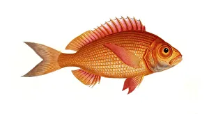 Fish, Fish, Sea bream family, Sparus macrophtalmus, Historical, digitally restored reproduction from a 19th century original, Record date not stated
