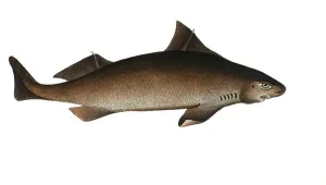 Fish, Fish, Shark genus from the family of spiny dogfish, Squalus centrina, the Centrina, Historical, digitally restored reproduction from a 19th century original, Record date not stated