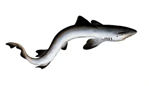 Fish, Fish, Shark genus from the spiny dogfish family, Squalus galeus, Historical, digitally restored reproduction from a 19th century original, Record date not stated