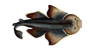 Fish, Fish, Shark genus from the spiny dogfish family, Squalus squatina, Historical, digitally restored reproduction from a 19th century original, Record date not stated