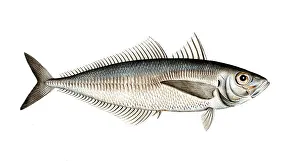 Fish, Fish, Somber trachurus, Trachurus trachurus, Bastard mackerel, Atlantic horse mackerel, Historical, digitally restored reproduction from a 19th century original, Record date not stated