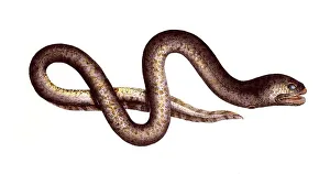 Fish, Fish, Synbranchus marmoratus, the marbled swamp eel, neotropical swamp eel, marbled swamp eel, mottled swamp eel, gill slit eel, the marbled swamp eel, neotropical swamp eel, marmorated swamp eel, mottled swamp eel, Historic