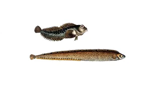 Fish, fish, top: Blennios pholis, the sea lark, the Bulcard. bottom: Blennius gunellus, der Butterfisch, the Butterfish, Historic, digitally restored reproduction from a 19th century original, Record date not stated