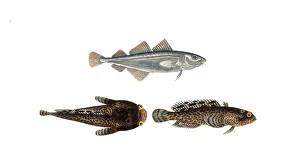 Fish, Fish, top: Family of cods, Gadus minutus, dwarf cod, the Poor. bottom, Family of cods, Gadus Tau, toadfish, Historical, digitally restored reproduction from a 19th century original, Record date not stated