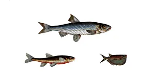 Fish, fish, top: Genus of carp fish, Cyprinus leuciscus, the Dace. bottom left: Genus of carp fish, Cyprinus aphya, the Spirling, The spirling