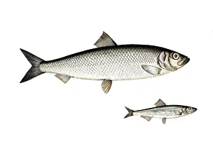 Fish, fish, top: Genus of fish, true herrings, Clupea Sprattus, the Spratz. bottom: Fish genus Herring, Clupea Harengus, the Herring, Historic, digitally restored reproduction from a 19th century original, Record date not stated