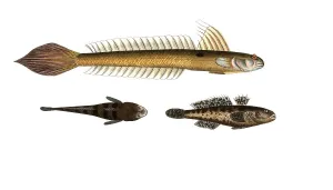 Fish, fish, top: Gobius lanceolatus, the Lanceolate Goby. bottom. Globius niger, the Black Goby, Historic, digitally restored reproduction from a 19th century model, Record date not stated