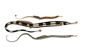 Fish, fishes, bottom: Syngnathus ophidion, sea snake, the Sea adder. centre: Syngnathus acus, the trumpet, the Pipe Fish