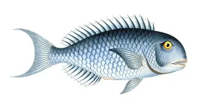 Fish, Fishes, Coryphaena coerulea, Scarus coeruleus, Blue Razorfish, Historical, digitally restored reproduction from a 19th century original, Record date not stated